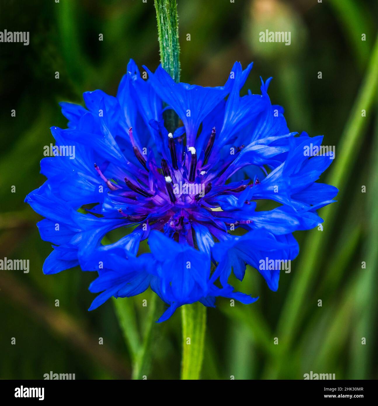 Farbenfrohe blaue Junggesellenbuntknöpfe, Kornblume, blüht. Sie ist in Europa beheimatet und nun auf der ganzen Welt beheimatet Stockfoto