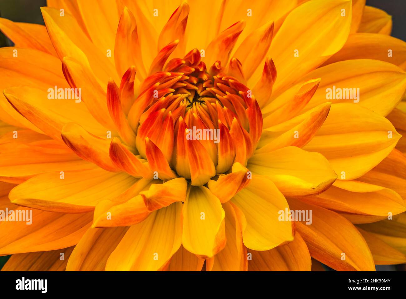 Gelbes, orangefarbenes Dahlia-blühendes Makro. Stockfoto
