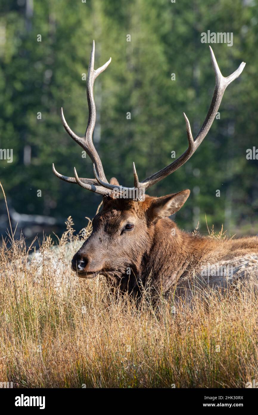 USA, Wyoming, Yellowstone National Park, Madison, Madison River. Männlicher nordamerikanischer Elch. Stockfoto