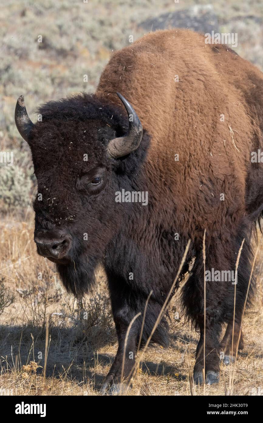 USA, Wyoming, Yellowstone National Park, Lamar Valley. Männlicher amerikanischer Bison Stockfoto
