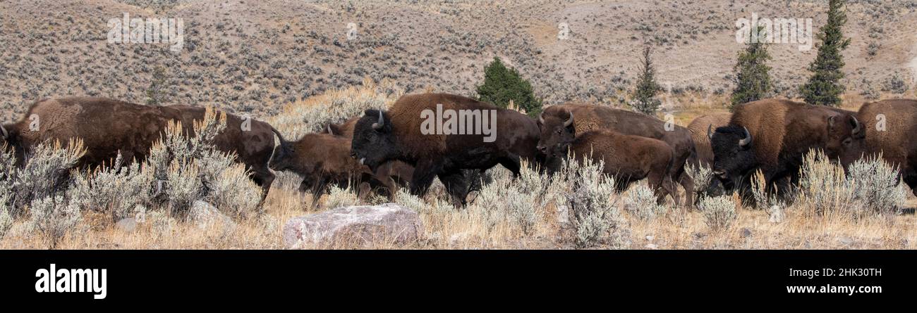 USA, Wyoming, Yellowstone National Park, Lamar Valley. Herde amerikanischer Bisons Stockfoto