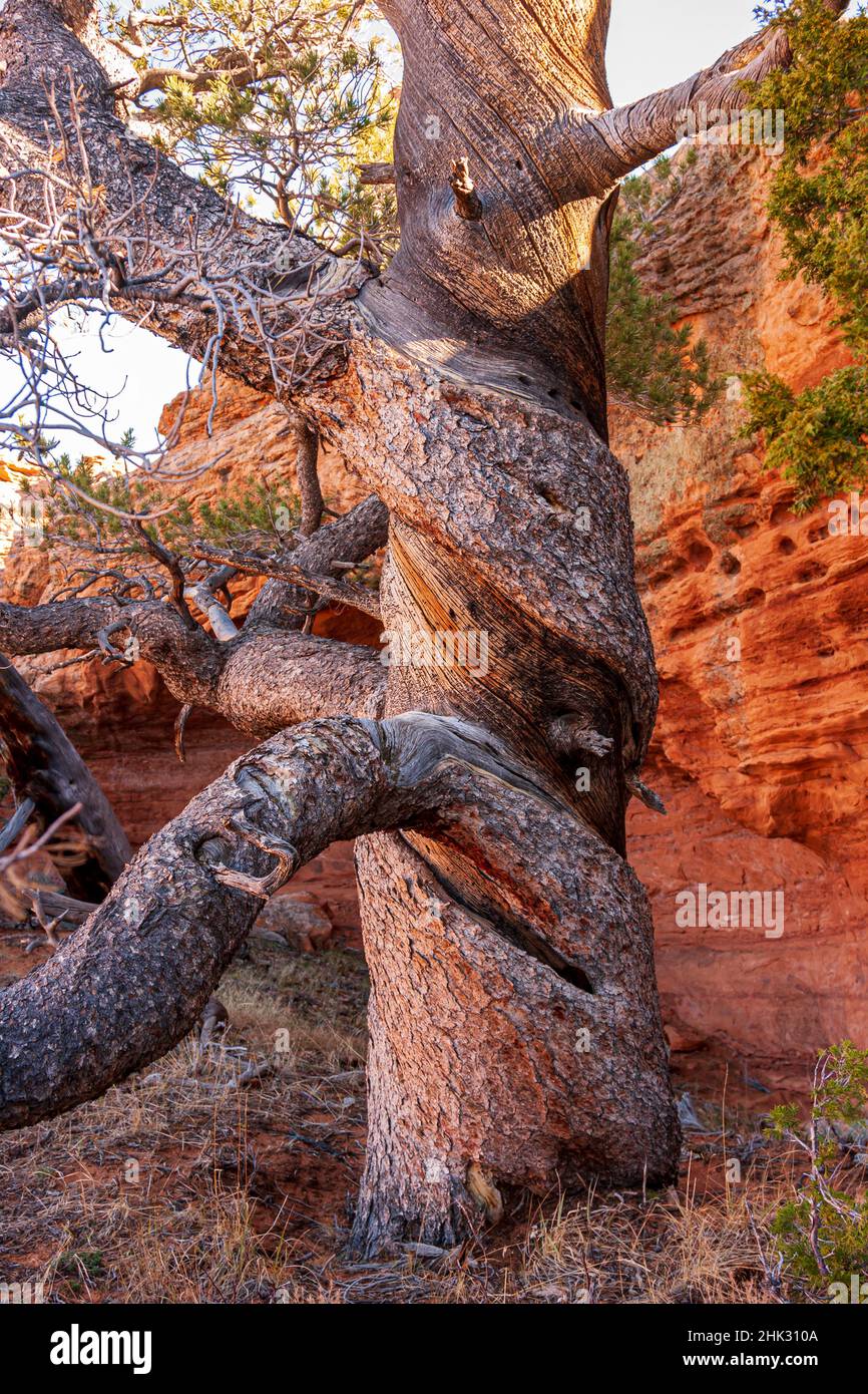 USA, Wyoming. Knarrige und verdrehte Kiefer. Stockfoto