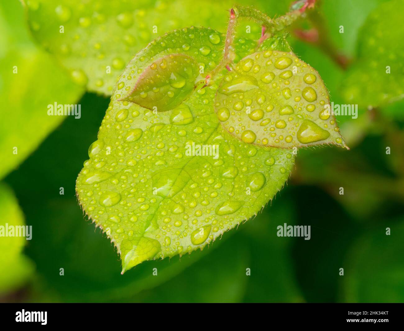 Wassertropfen auf Salalblätter Stockfoto
