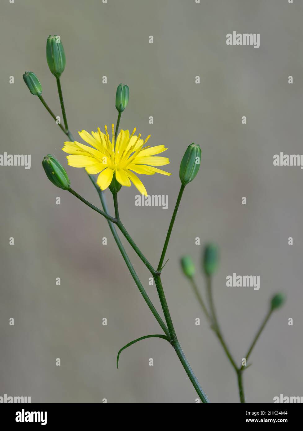 Rauer Hawksbeard Stockfoto