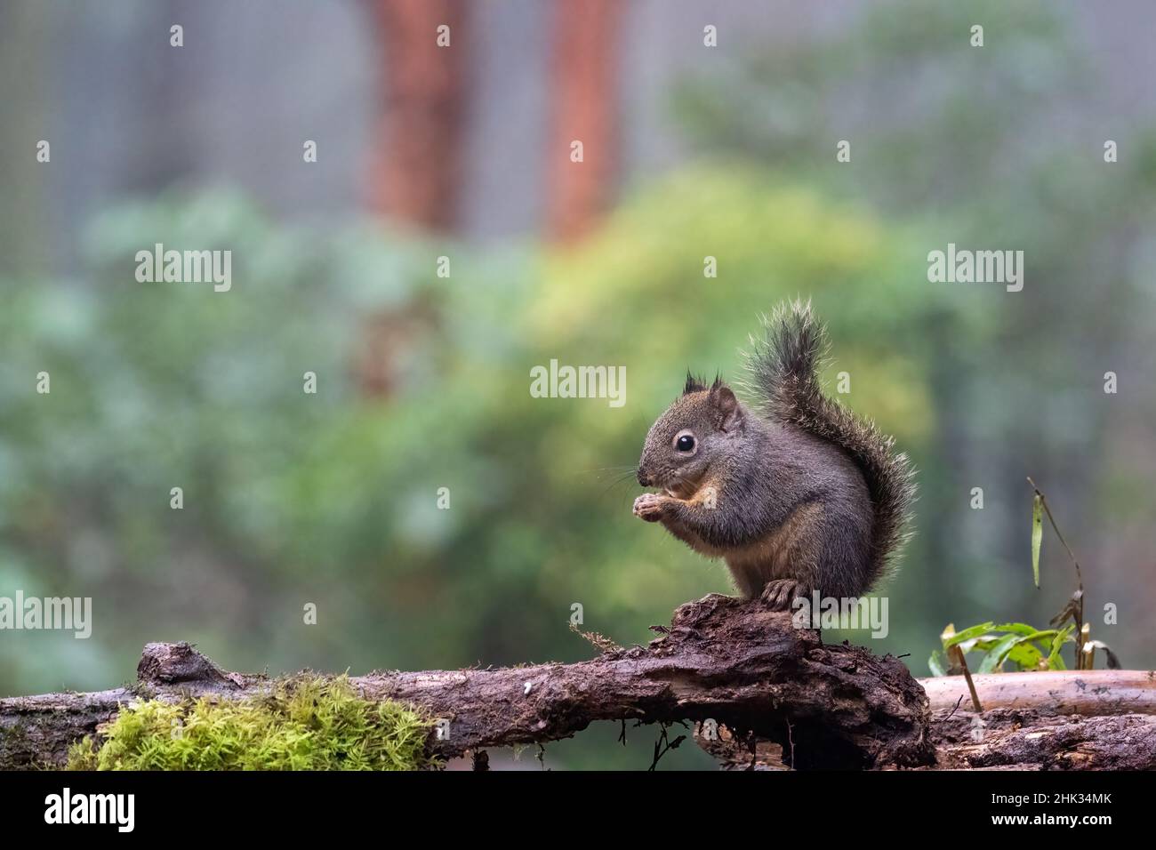 Douglas Eichhörnchen steht auf einem Balken und isst eine Nuss. Stockfoto