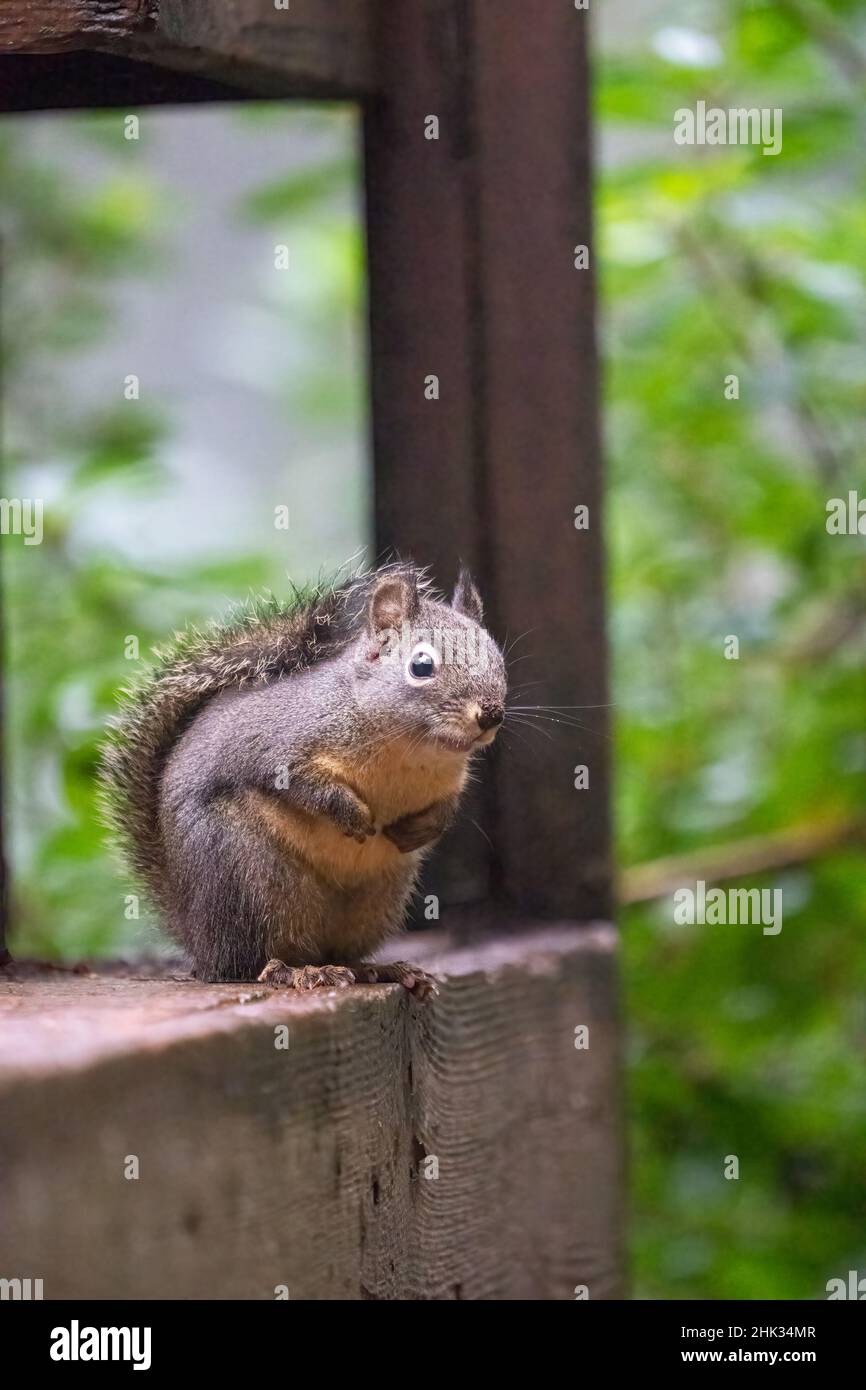 Douglas Eichhörnchen steht vorsichtig auf einem Holzdeck. Stockfoto