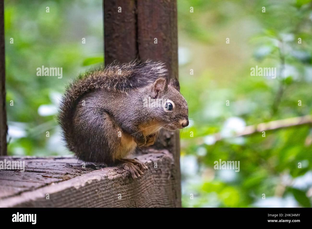 Douglas Eichhörnchen steht auf einem Holzdeck. Stockfoto