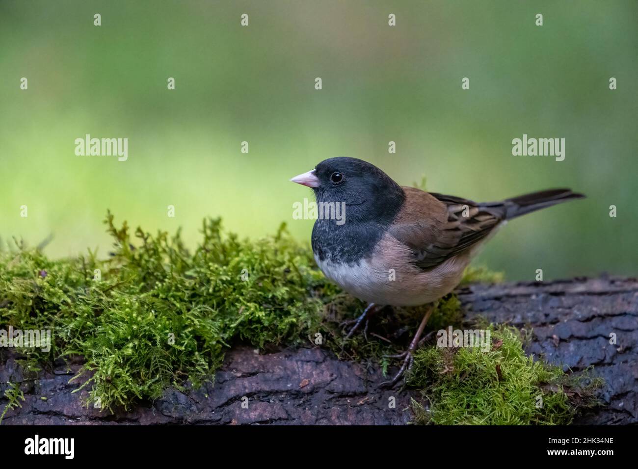 Männchen Dunkeläugiger Junco thronte auf einem moosbedeckten Baumstamm Stockfoto