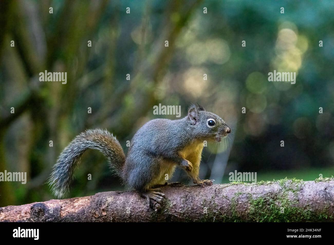 Douglas Squirrel singt auf einem moosbedeckten Baumstamm. Stockfoto