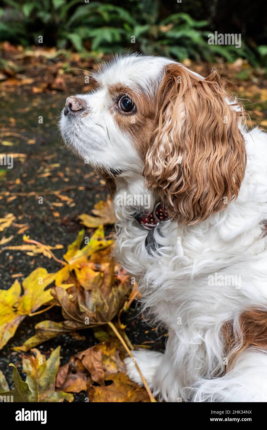Cavalier King Charles Spaniel, auf ihrer Auffahrt im Herbst. (PR) Stockfoto