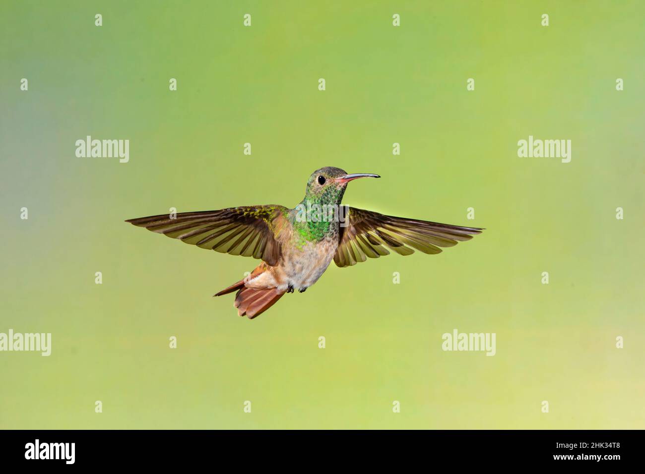 Buffbauchige Kolibri (Amazilia yucatanensis) beim Fliegen Stockfoto