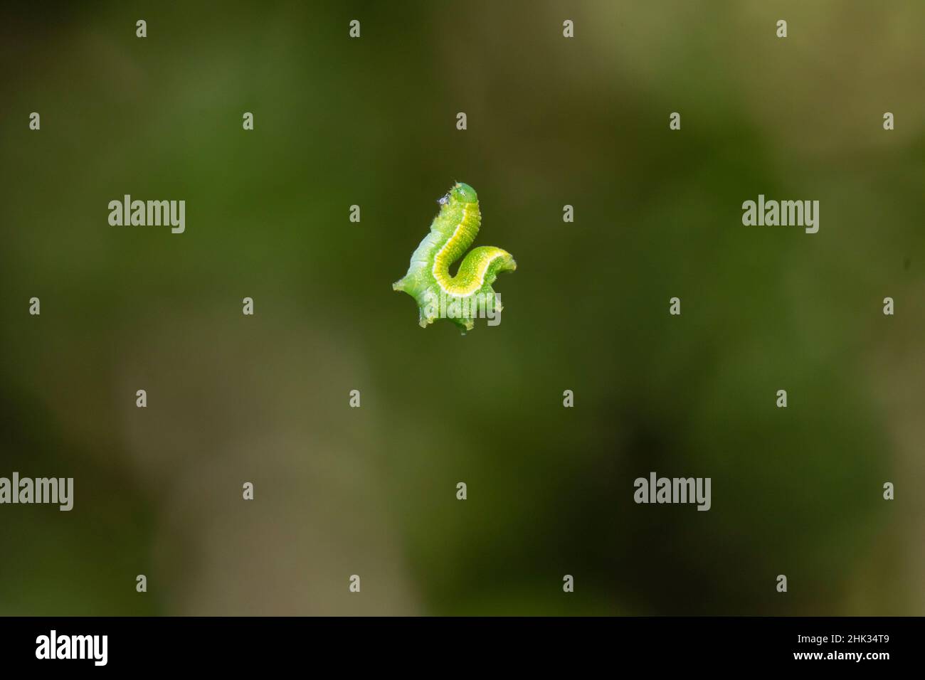 Caterpillar im Spinnennetz gefangen Stockfoto