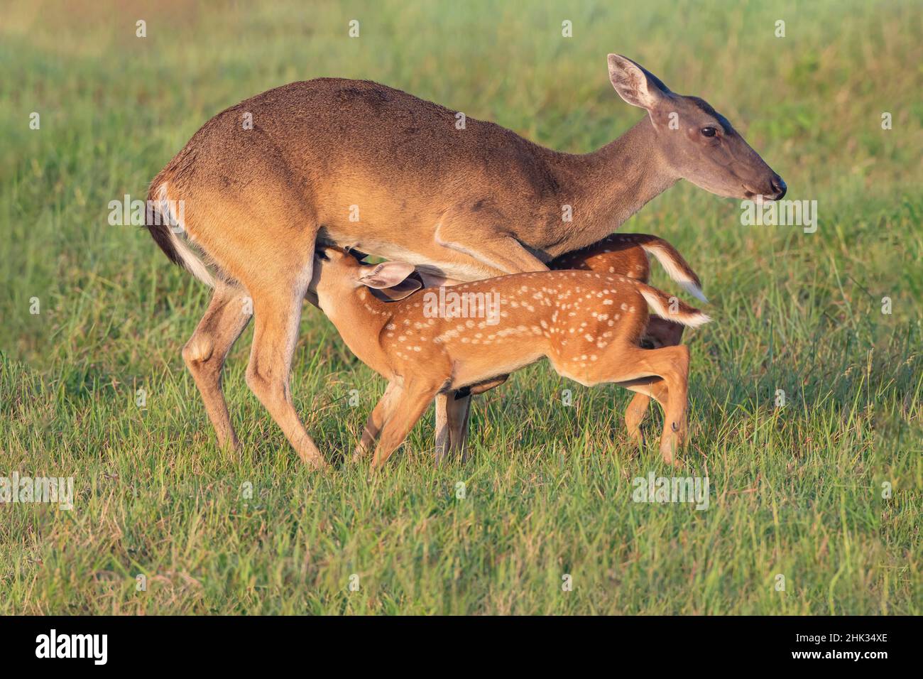 Weißschwanzhirse (Odocoileus virginianus) Weibchen mit Jungtiere Stockfoto
