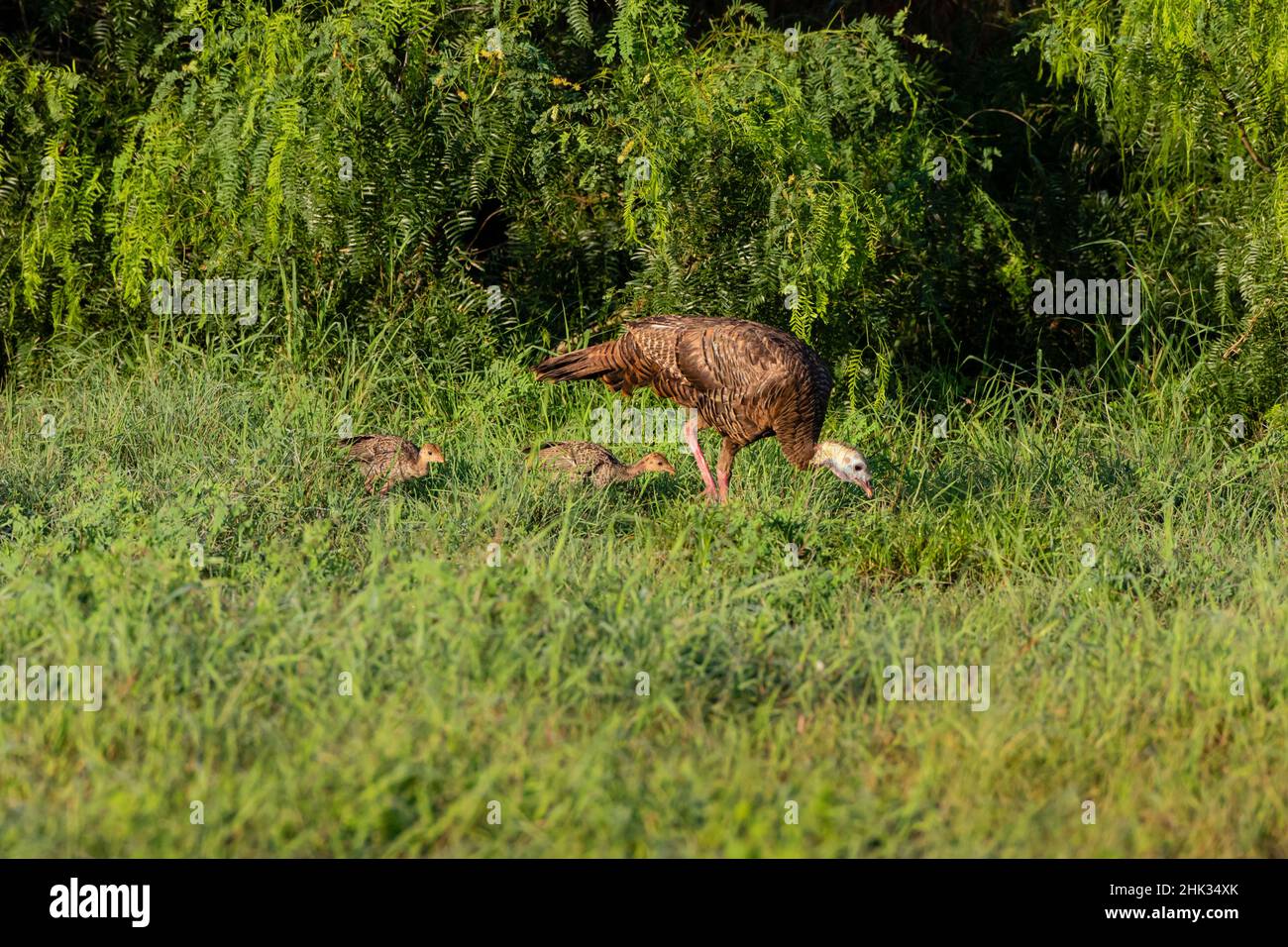 Wild Turkey (Meleagris gallopavo) Erwachsene und junge Menschen Stockfoto