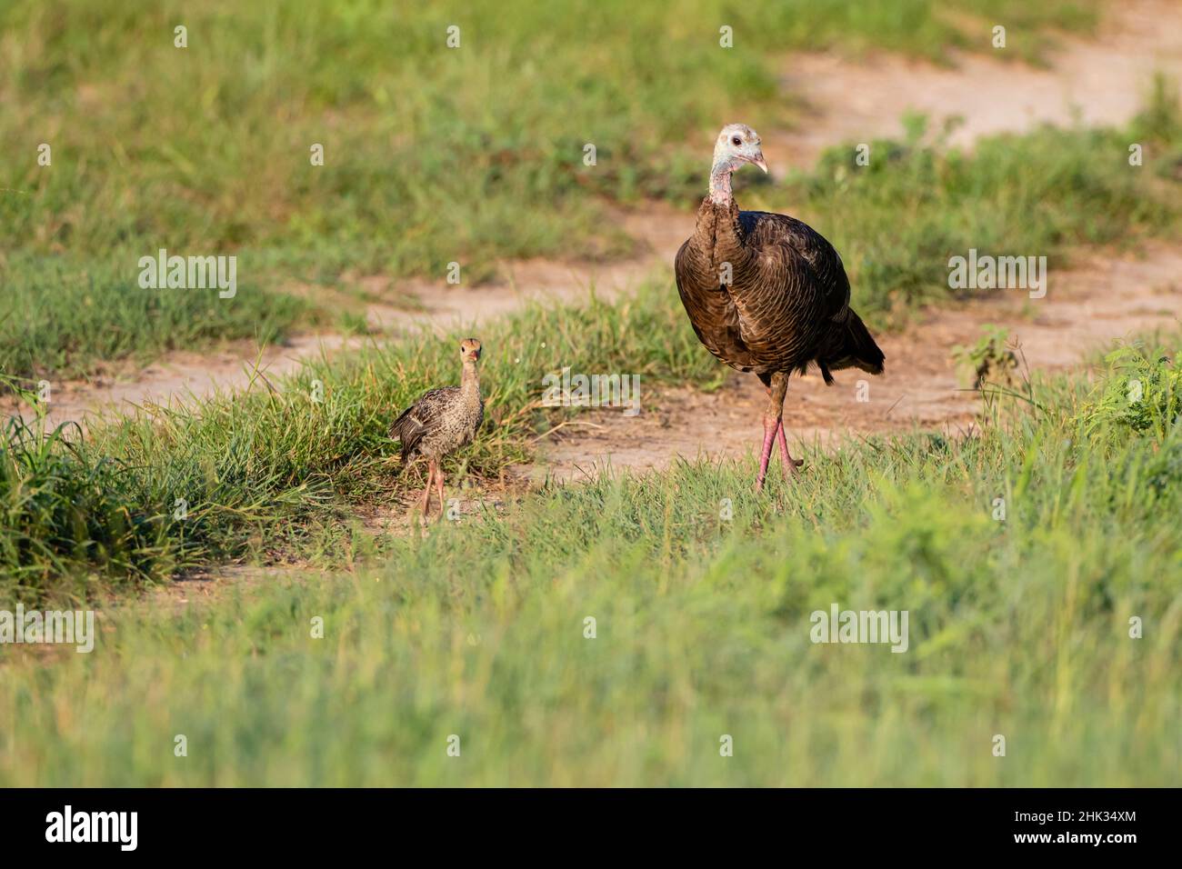Wild Turkey (Meleagris gallopavo) Erwachsene und junge Menschen Stockfoto
