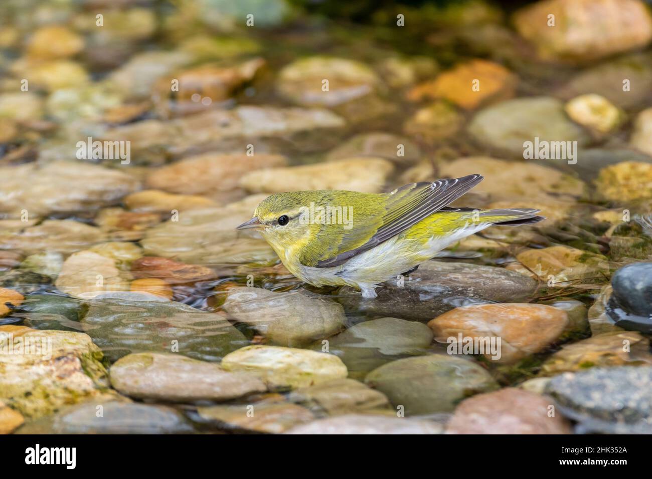 Tennessee Warbler (Leiothlypis peregrina) Baden in Marion County, Illinois. Stockfoto