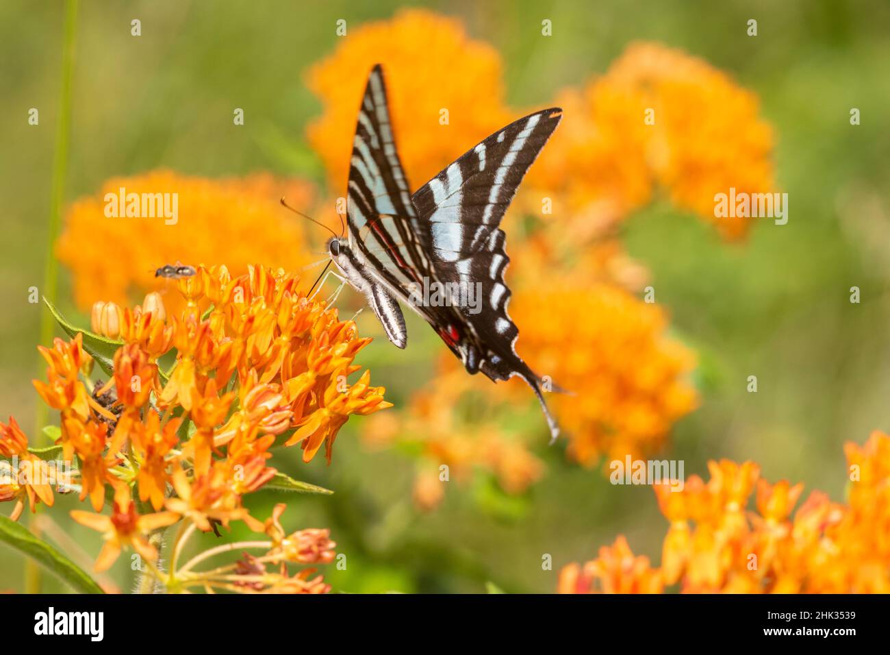 Zebra Swallowtail (Protographium marcellus) auf Schmetterlingsmilchkraut (Asclepias tuberosa) Marion County, Illinois. Stockfoto
