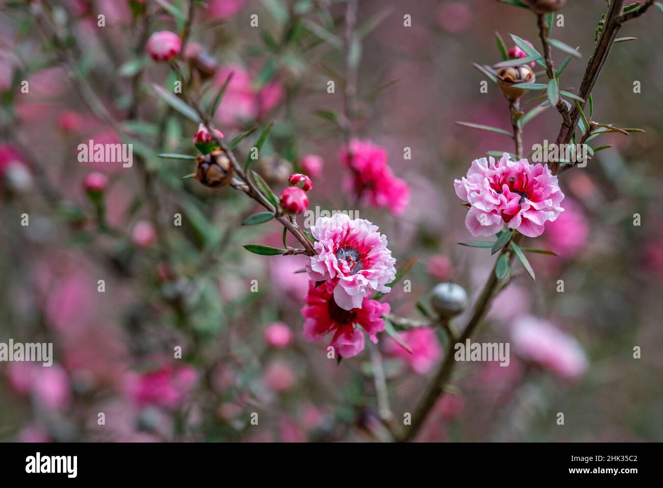 Teebaumblume Stockfoto