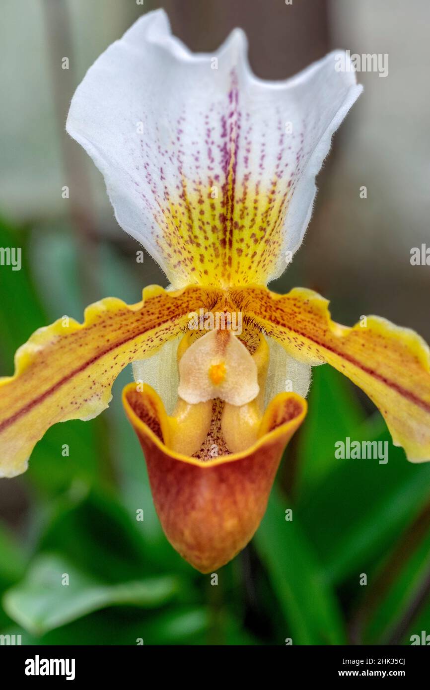 Venus Slipper Orchidee Stockfoto
