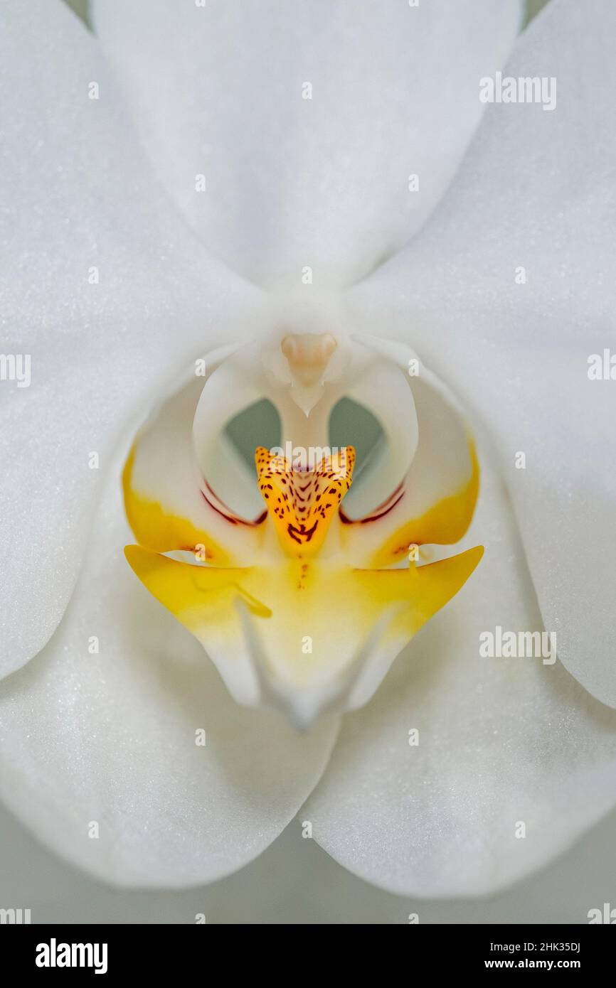 Weiße Orchidee Stockfoto