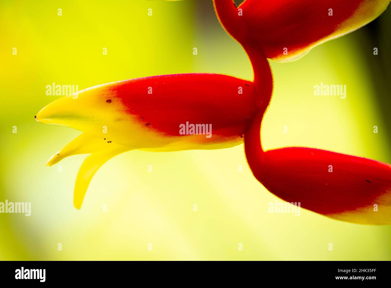 Belize, Mittelamerika. Orangefarbene und rote Papageien Schnabelblüte. Stockfoto