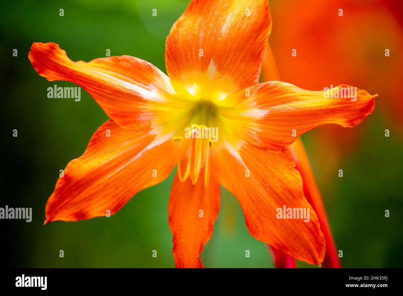 Belize, Mittelamerika. Orangefarbene Blume. Stockfoto