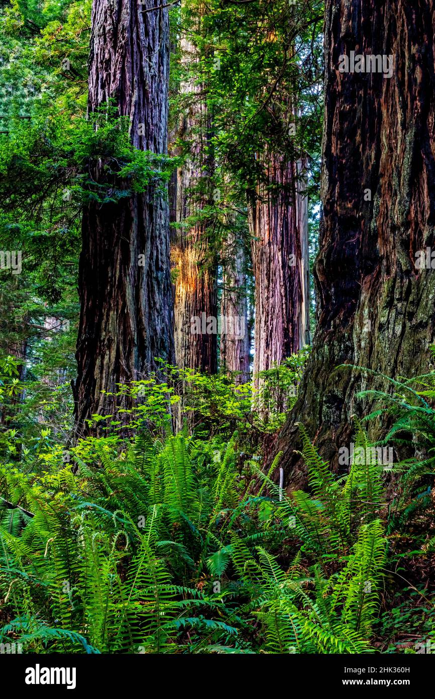 Kalifornien, Crescent City, Damnation Creek Trail Stockfoto