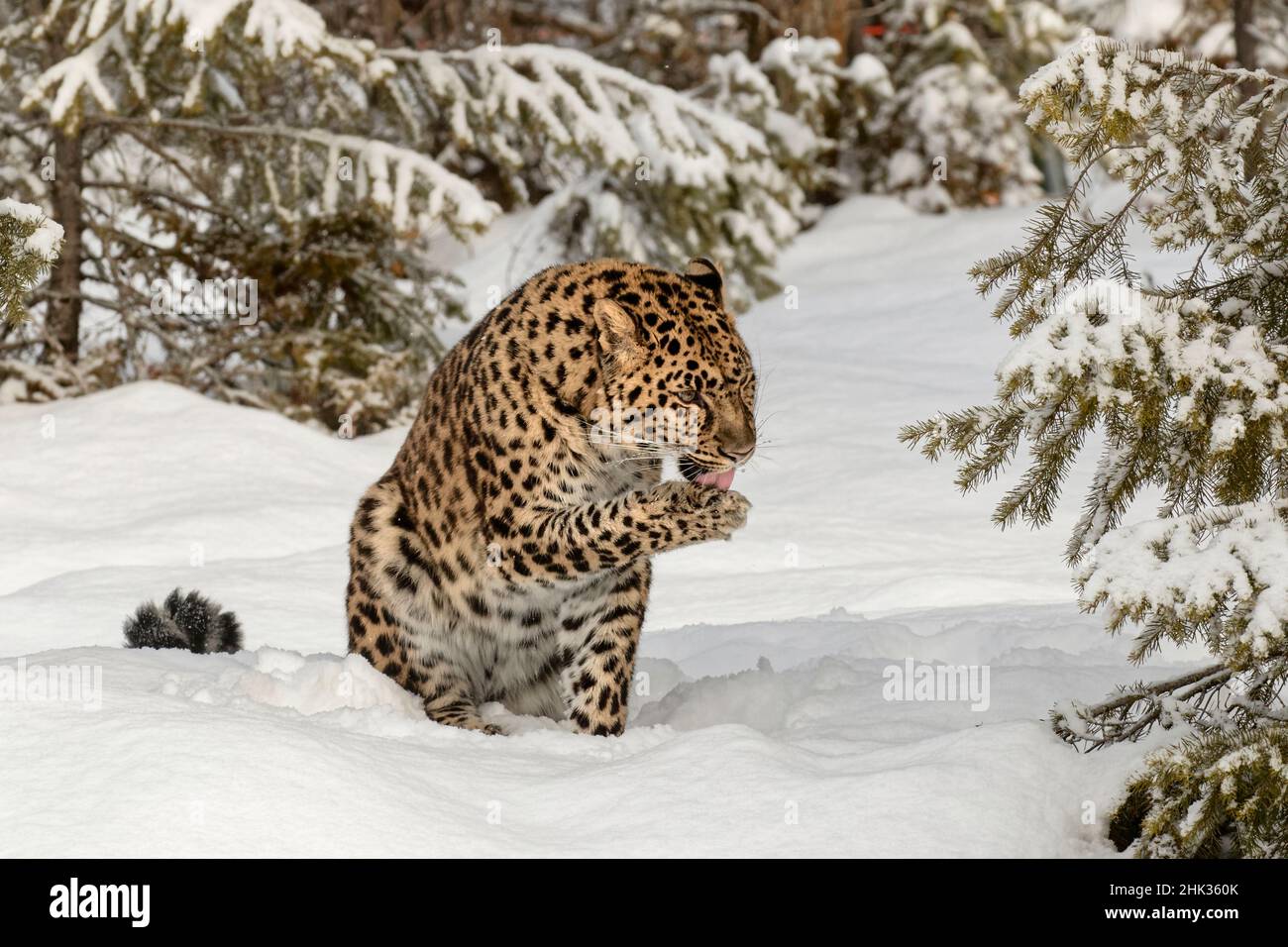 Amur Leopard (gefangen) im Winter, Panthera pardus orientalis. Leopardenunterarten, die in der Primorje-Region im Südosten Russlands und im Jilin P beheimatet sind Stockfoto