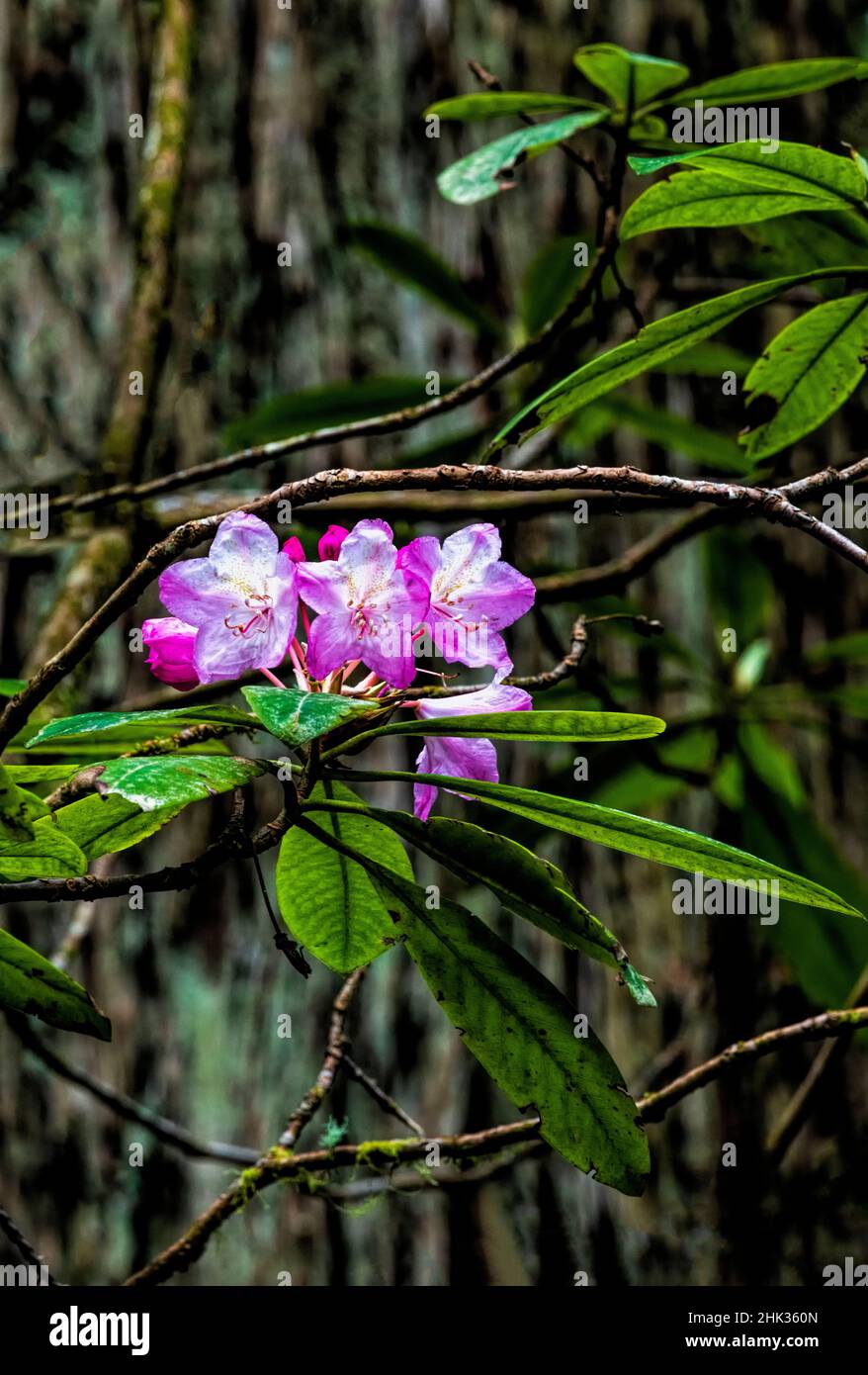 Kalifornien, Crescent City, Damnation Creek Trail, USA, pazifischer Rhododendron Stockfoto