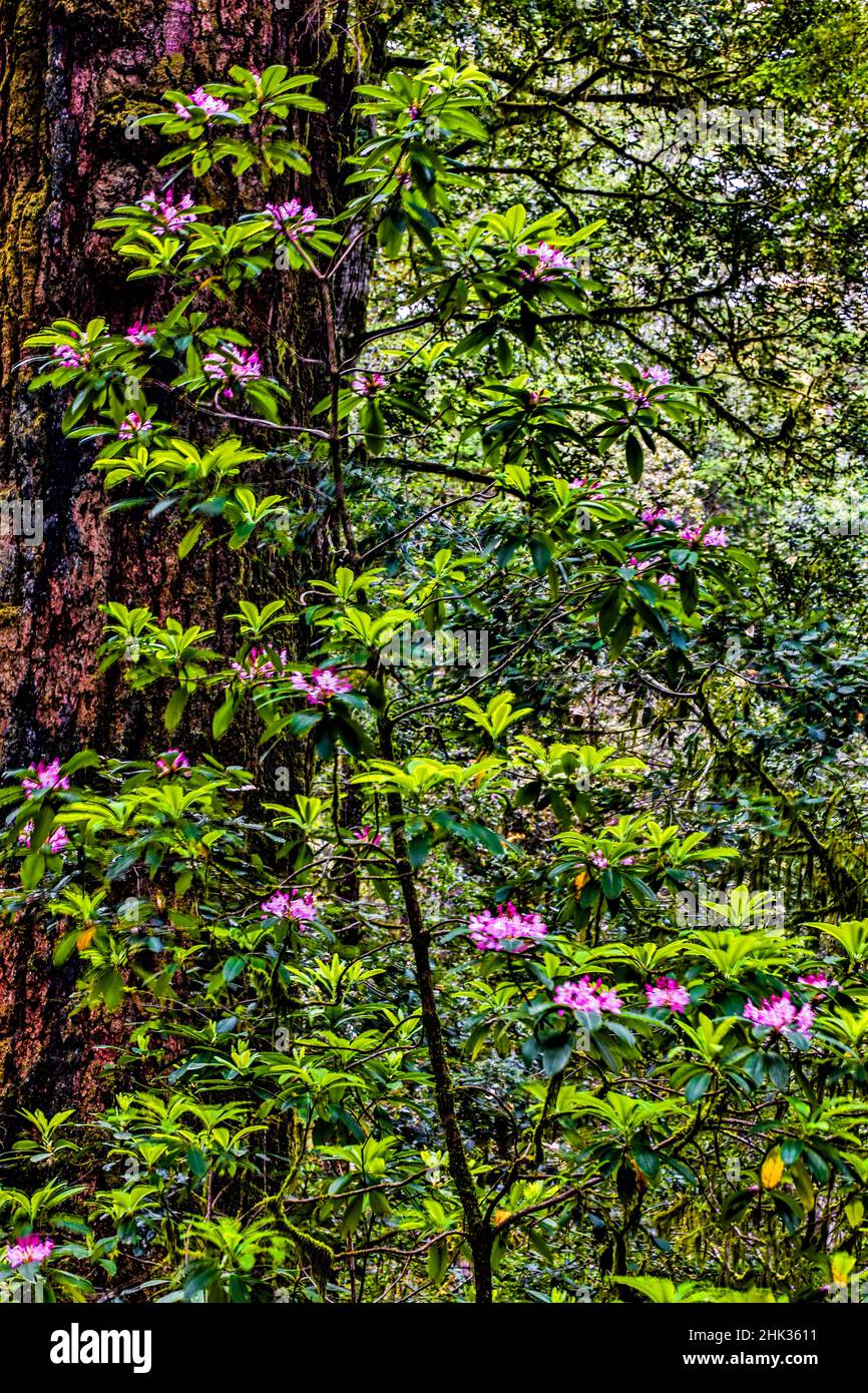 Kalifornien, USA, Jedediah Smith Redwoods State Park, Redwoods National Park Stockfoto