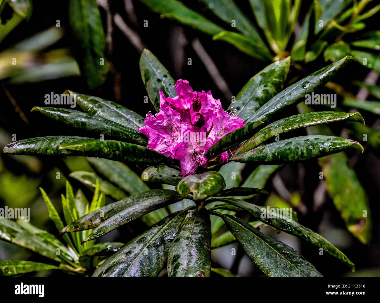 USA, Kalifornien, Crescent City, Del Norte Redwoods State Park, Pacific Rhododendron Stockfoto