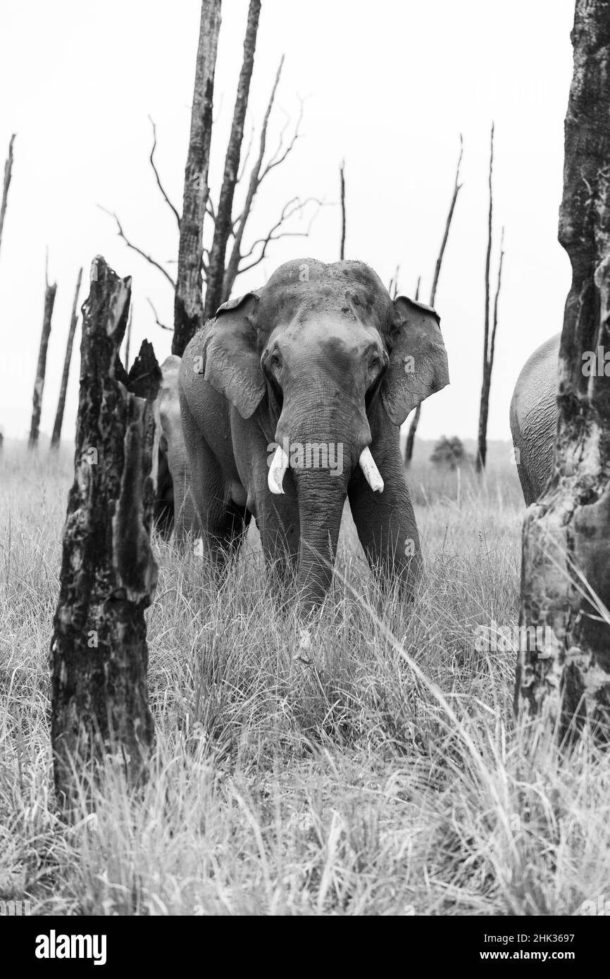 Tusker und verbrannte Bäume, Corbett National Park, Indien. Stockfoto