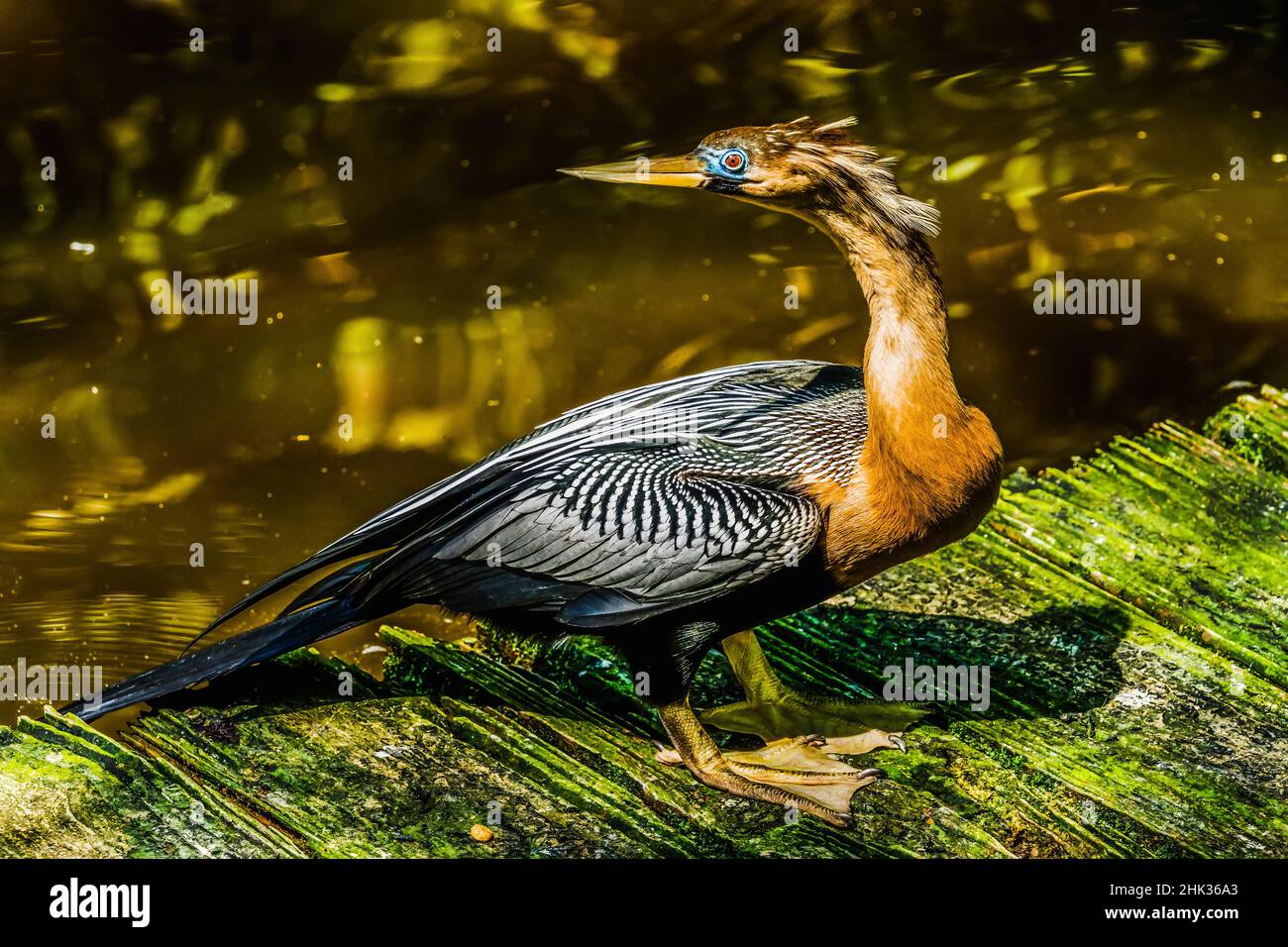 Amerikanischer Anhinga Darter Snakebird, Florida Stockfoto