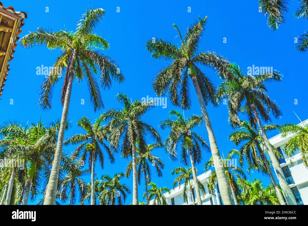 Hohe Palmen Apartmentgebäude in der Innenstadt von Palm Beach, Florida Stockfoto