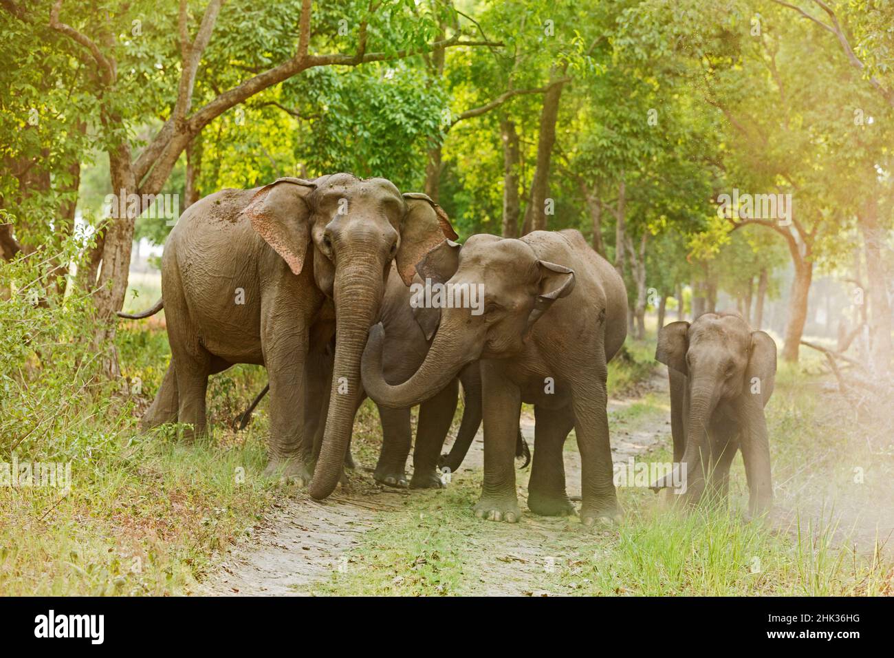 Asiatische Elefantenfamilie auf der Dschungelbahn. Corbett-Nationalpark, Indien. Stockfoto