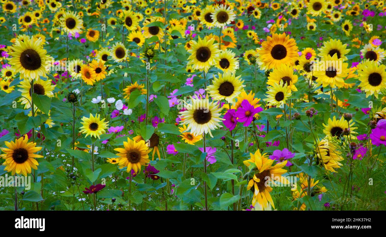 Der Meridian von USA, New Hampshire, wurde entlang der Interstate 95 mit Sonnenblumen und Kosmosblumen bepflanzt. Stockfoto