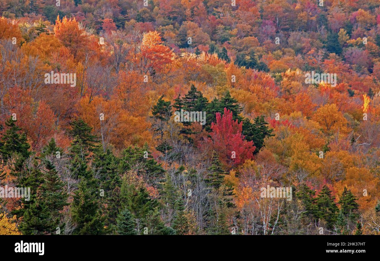 USA, New Hampshire, New England Herbstfarben auf den Hügeln entlang des Highway 16 nördlich von Jackson Stockfoto