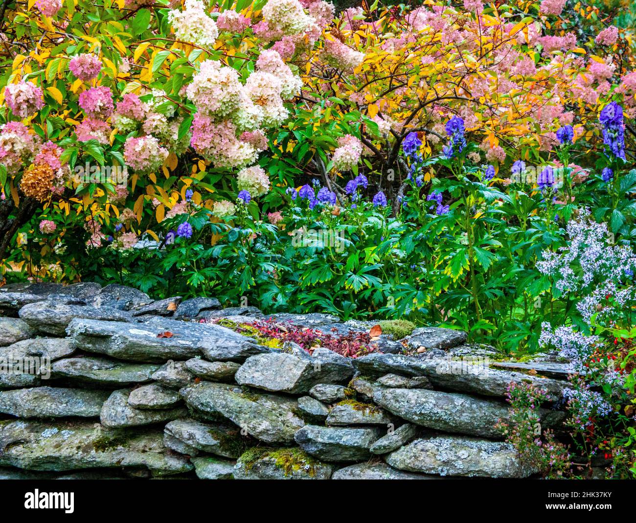 USA, New Hampshire Garten mit blühenden Hortensien entlang einer Steinmauer Stockfoto