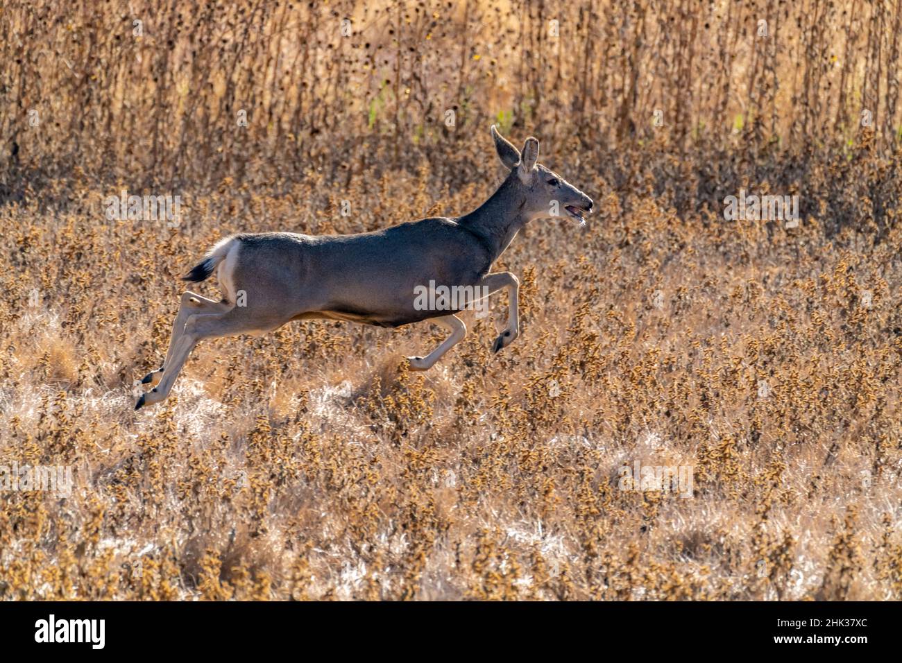 USA, New Mexico, Bernardo Wildlife Management Area. Maultier-Hirsche springen. Stockfoto