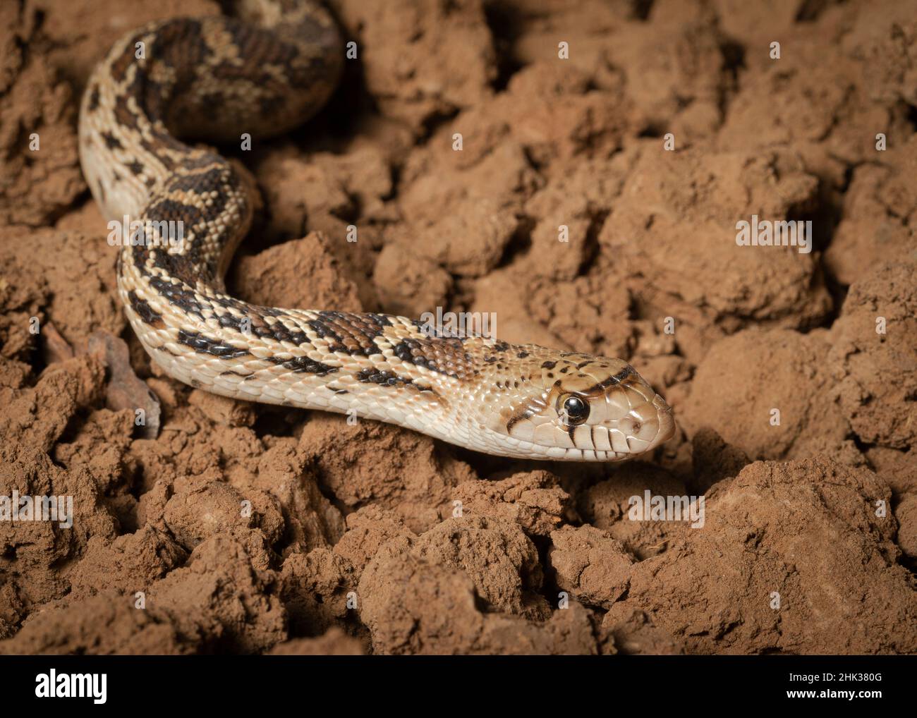 Sonoran-Gopher-Schlange, Bullnatter, Blasnatter, Pituophis catenefir affinis, New Mexico, Wild Stockfoto