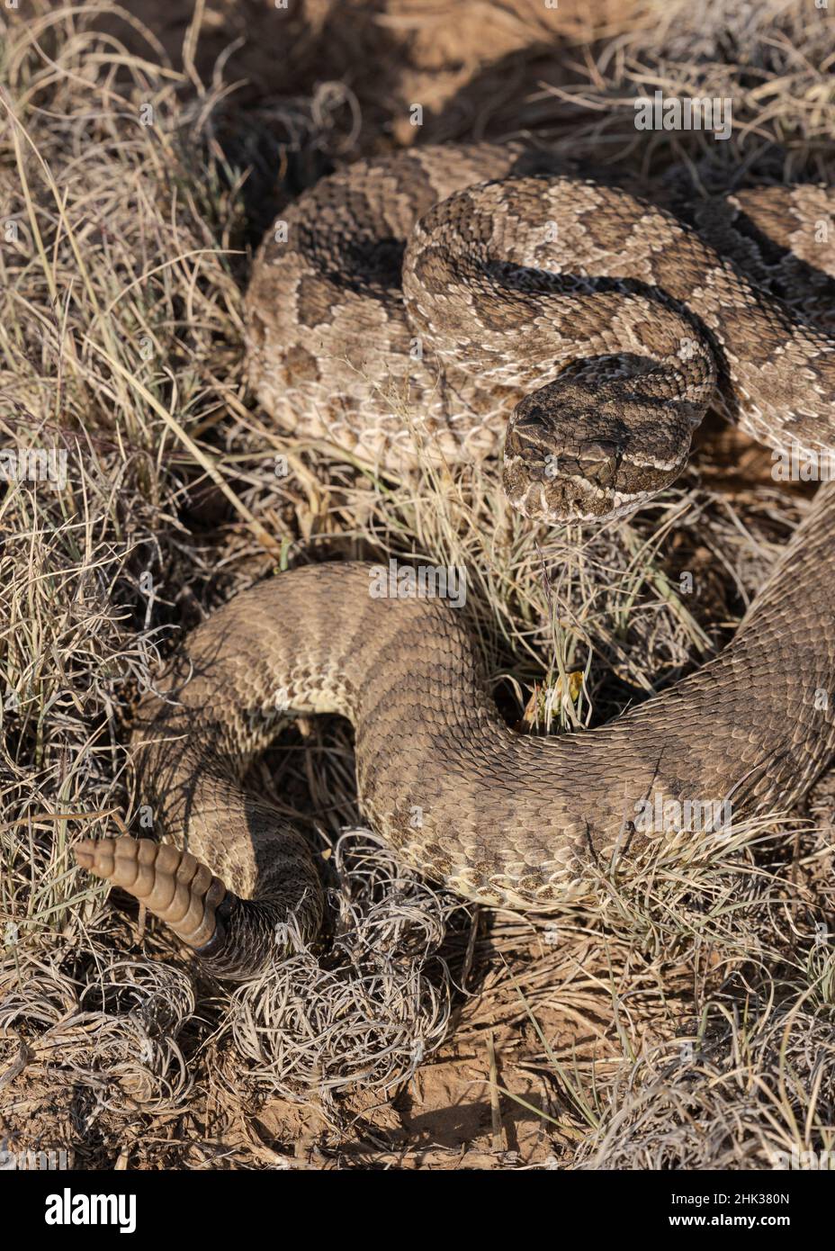 Unter der Kontrolle von Rairide Rattlesnake, Crotalus viridis, Pinyon-Wacholder Terrain, New Mexico Stockfoto