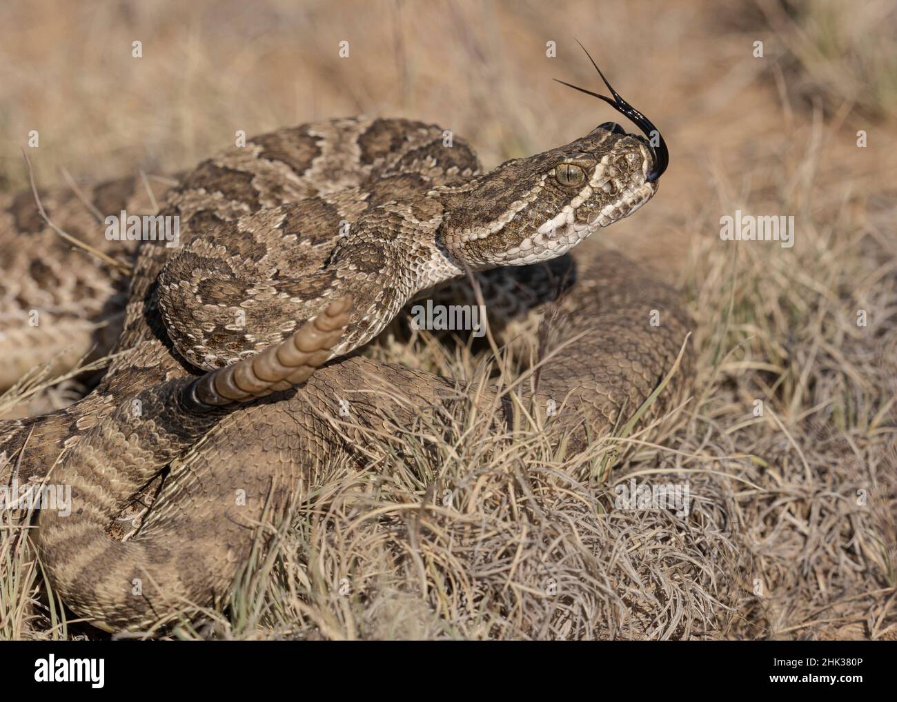 Unter der Kontrolle von Rairide Rattlesnake, Crotalus viridis, Pinyon-Wacholder Terrain, New Mexico Stockfoto