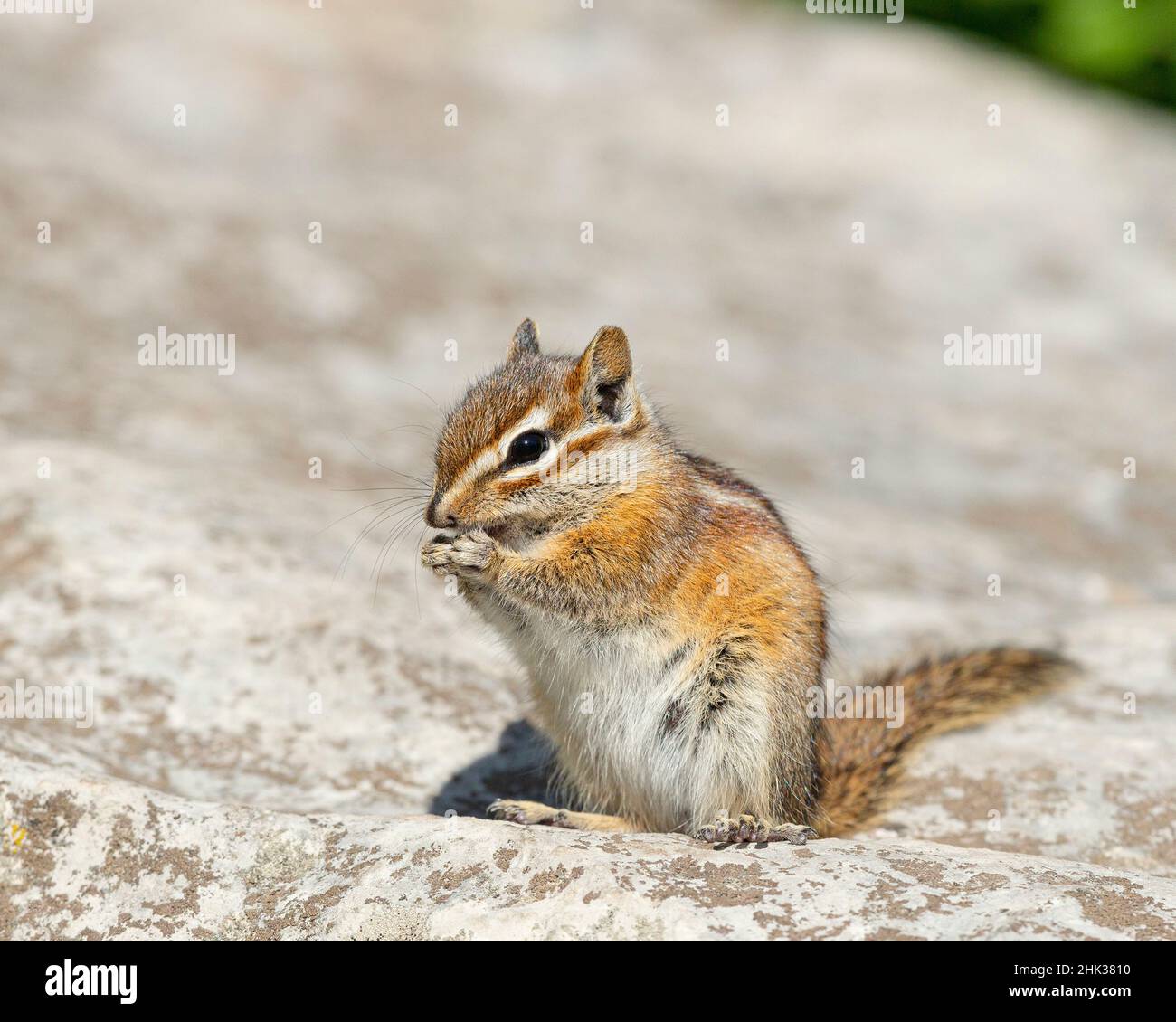 Am wenigsten Chipmunk, Tamias minimus, Cibola National Forest, New Mexico Stockfoto