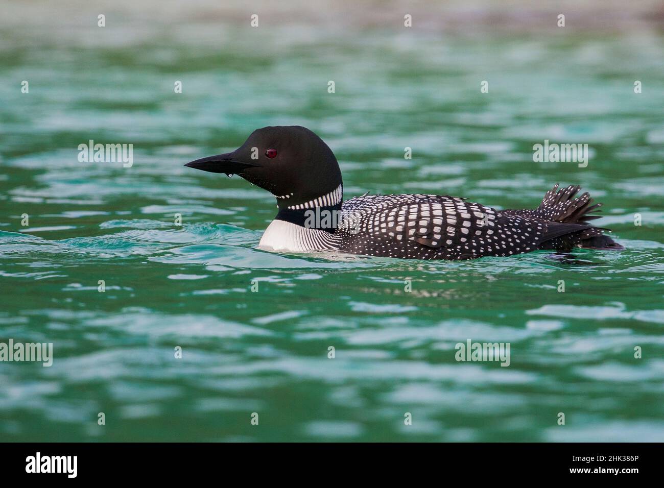 Gemeinsamen Loon Stockfoto