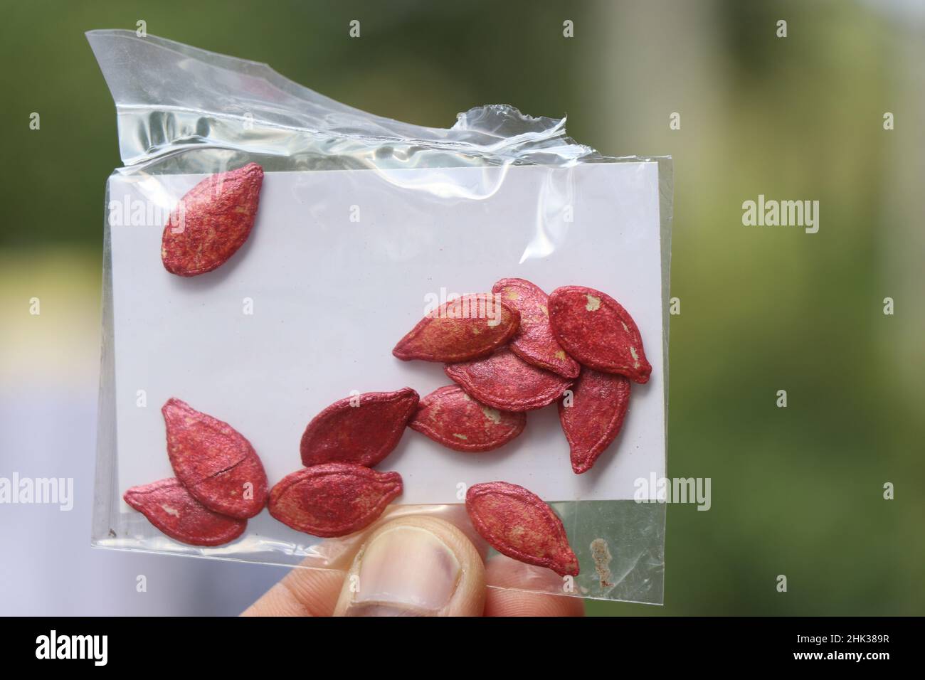 Packung beschichtete Kürbiskerne bereit für die Pflanzung in der Hand auf Natur Hintergrund gehalten Stockfoto