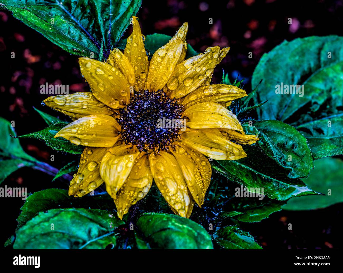 USA, Oregon, Charleston, Shore Acres State Park Stockfoto