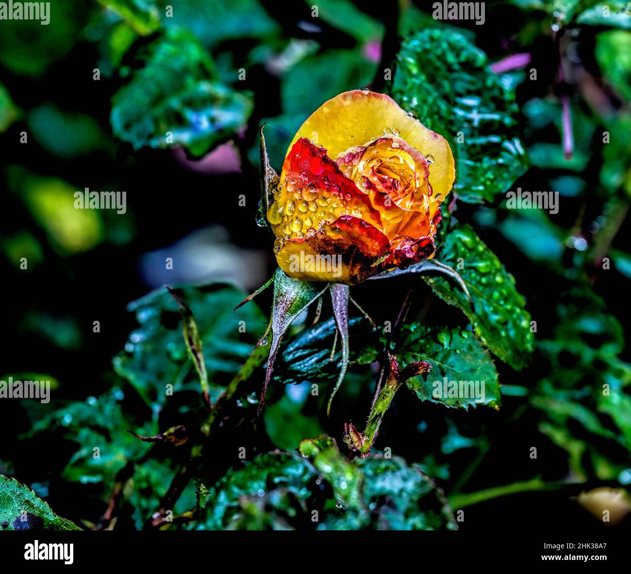 USA, Oregon, Charleston, Shore Acres State Park Stockfoto