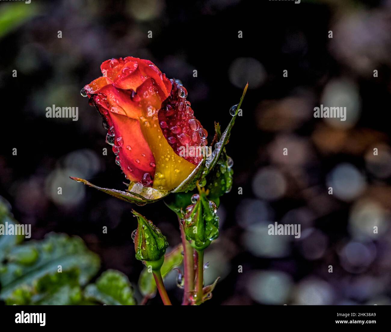 USA, Oregon, Charleston, Shore Acres State Park Stockfoto