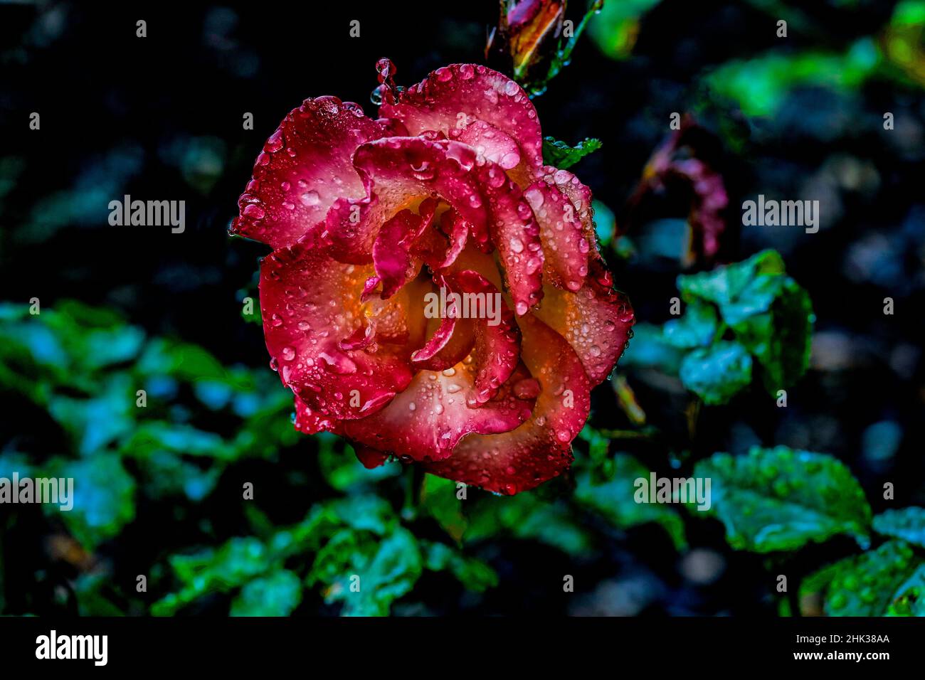 USA, Oregon, Charleston, Shore Acres State Park Stockfoto