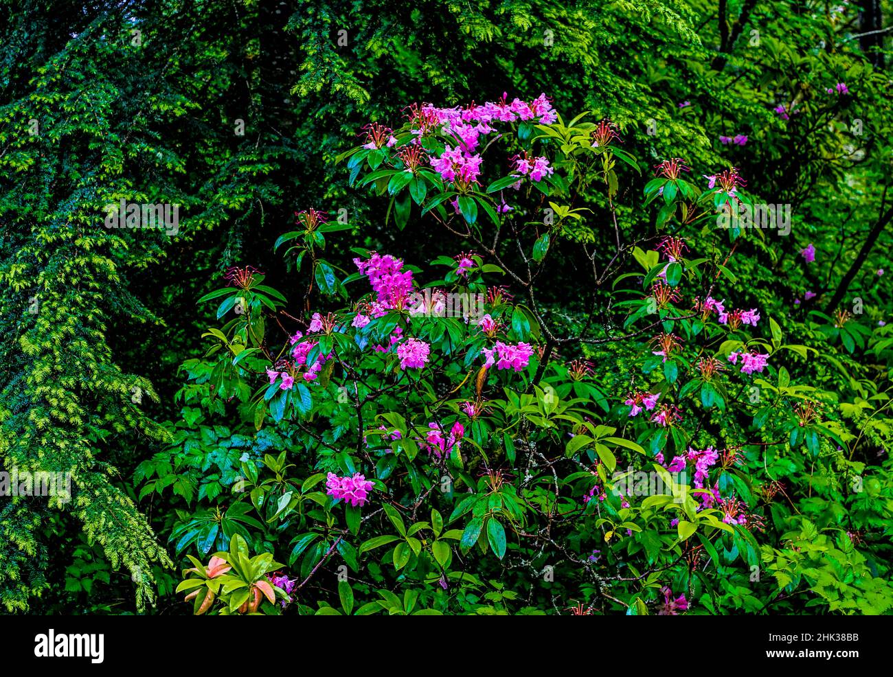 USA, Oregon, Silver Falls State Park, Pacific Rhododendron Stockfoto